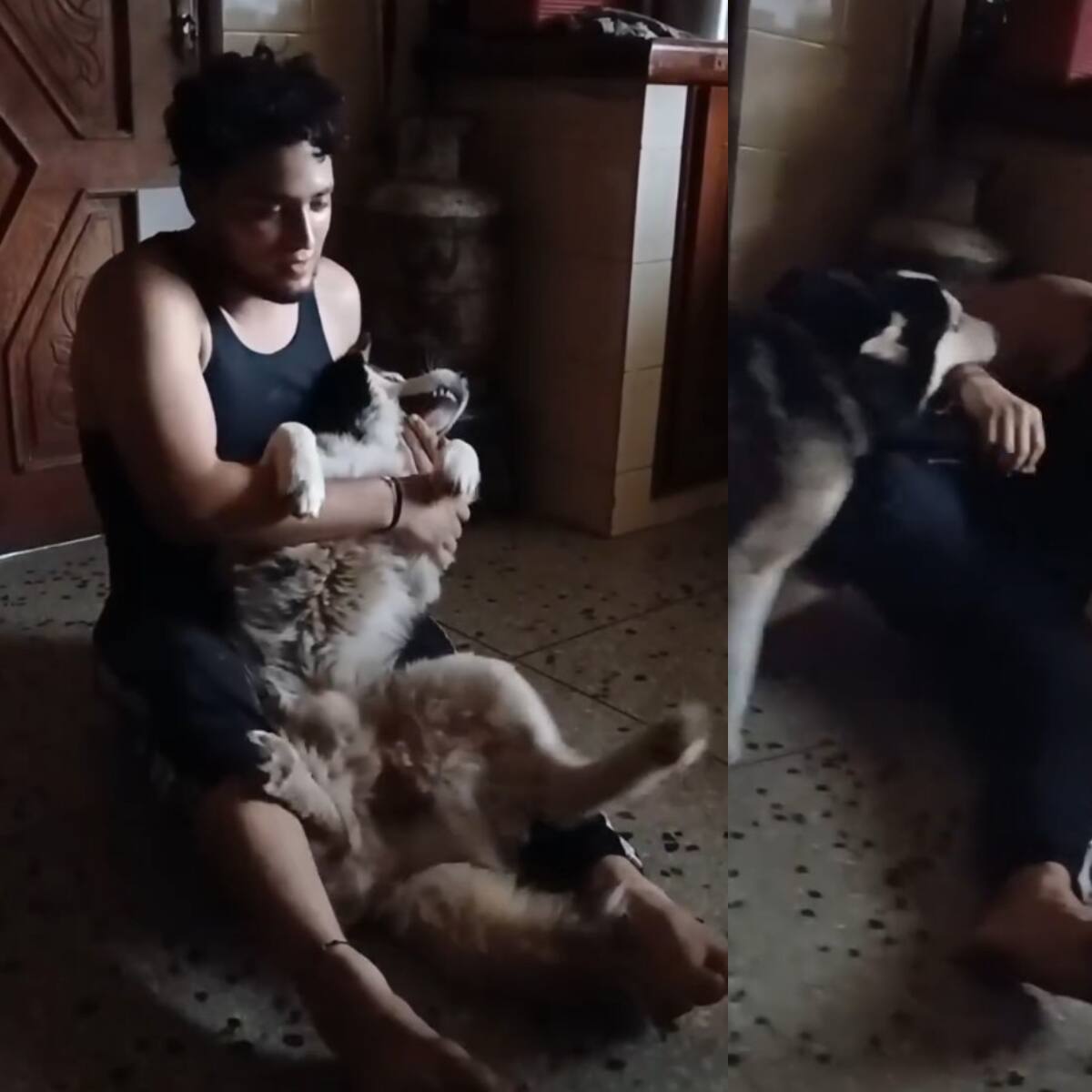 “Tremendo actor”: Zeus, el perrito husky que se arrasa en redes con su “actuación” digna de Oscar