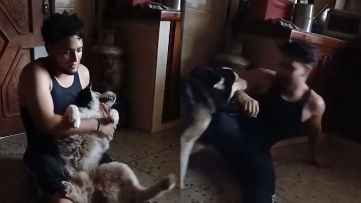 “Tremendo actor”: Zeus, el perrito husky que se arrasa en redes con su “actuación” digna de Oscar