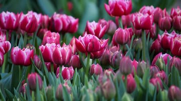 Día del tulipán celebra la llegada de la primavera a Chile: ¿Dónde y cómo puedo recibir flores gratis hoy jueves 26 de septiembre?
