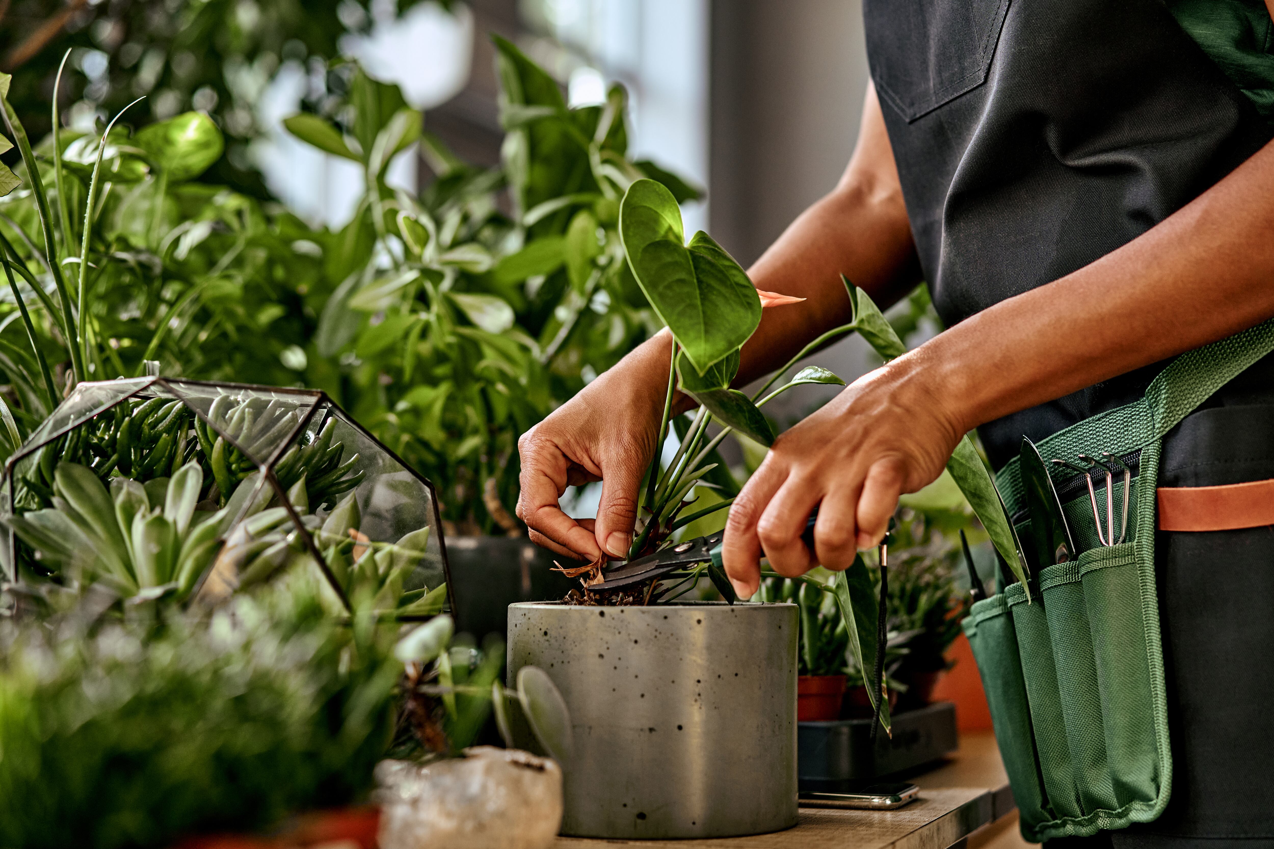 Plantas de interior