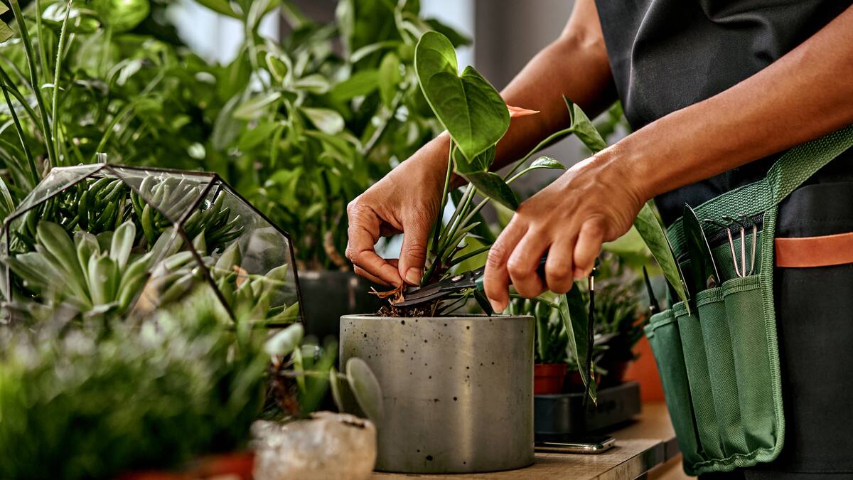 Investigación hecha en Chile: descubren interruptor molecular que obliga a las plantas a elegir entre crecer o sobrevivir