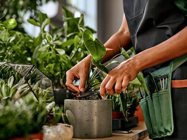 Plantas de interior