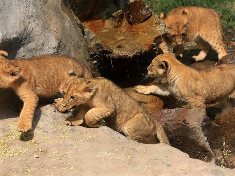 No sabían que estaba preñada: leona del Zoológico de Santiago dio a luz a cuatro cachorros
