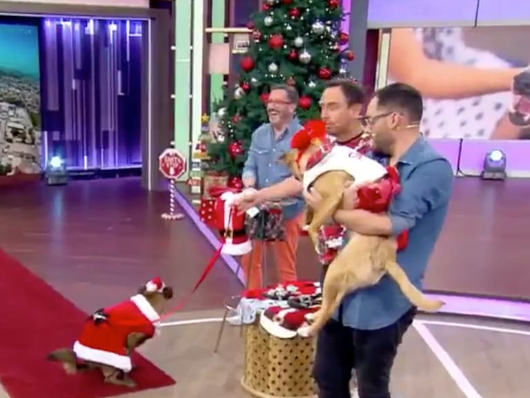 “Significa que estaba súper cómodo”: perrito sacó carcajadas en el Buenos Días a Todos tras hacer sus necesidades en pleno estudio