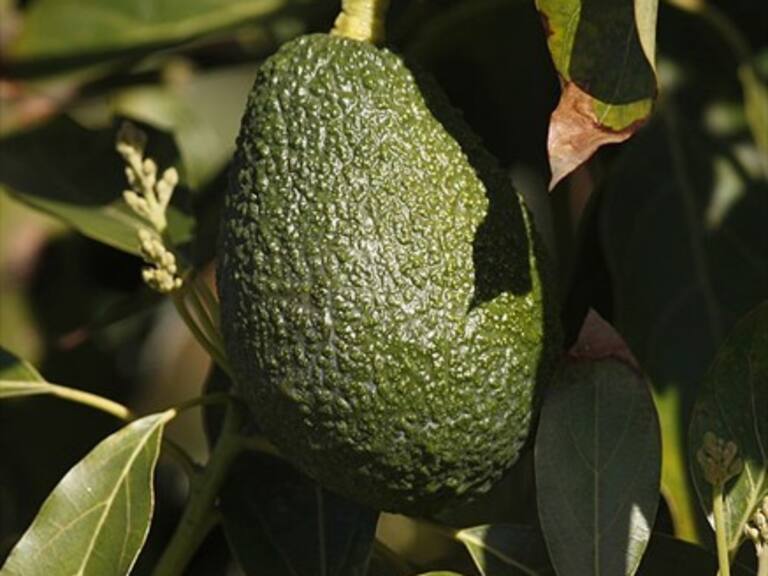 Fiebre del «oro verde»: Exportación de paltas superó al petróleo en México