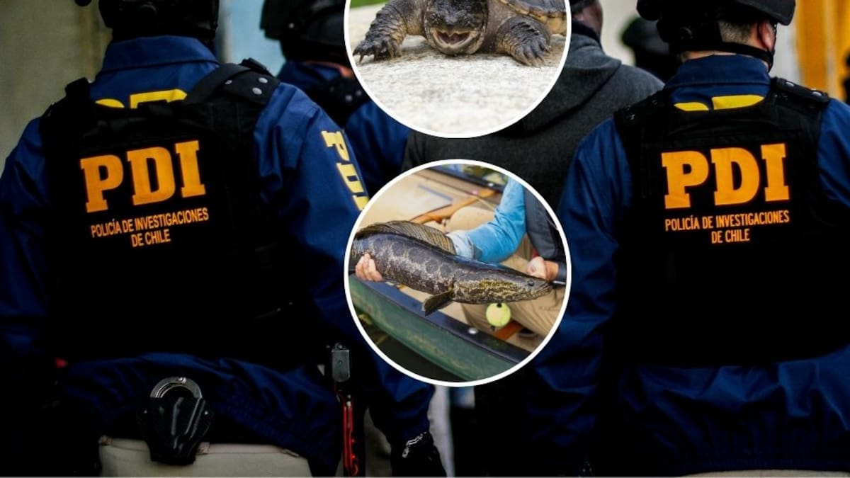 Operativo de la PDI en Mall Chino termina con insólito hallazgo de especies prohibidas