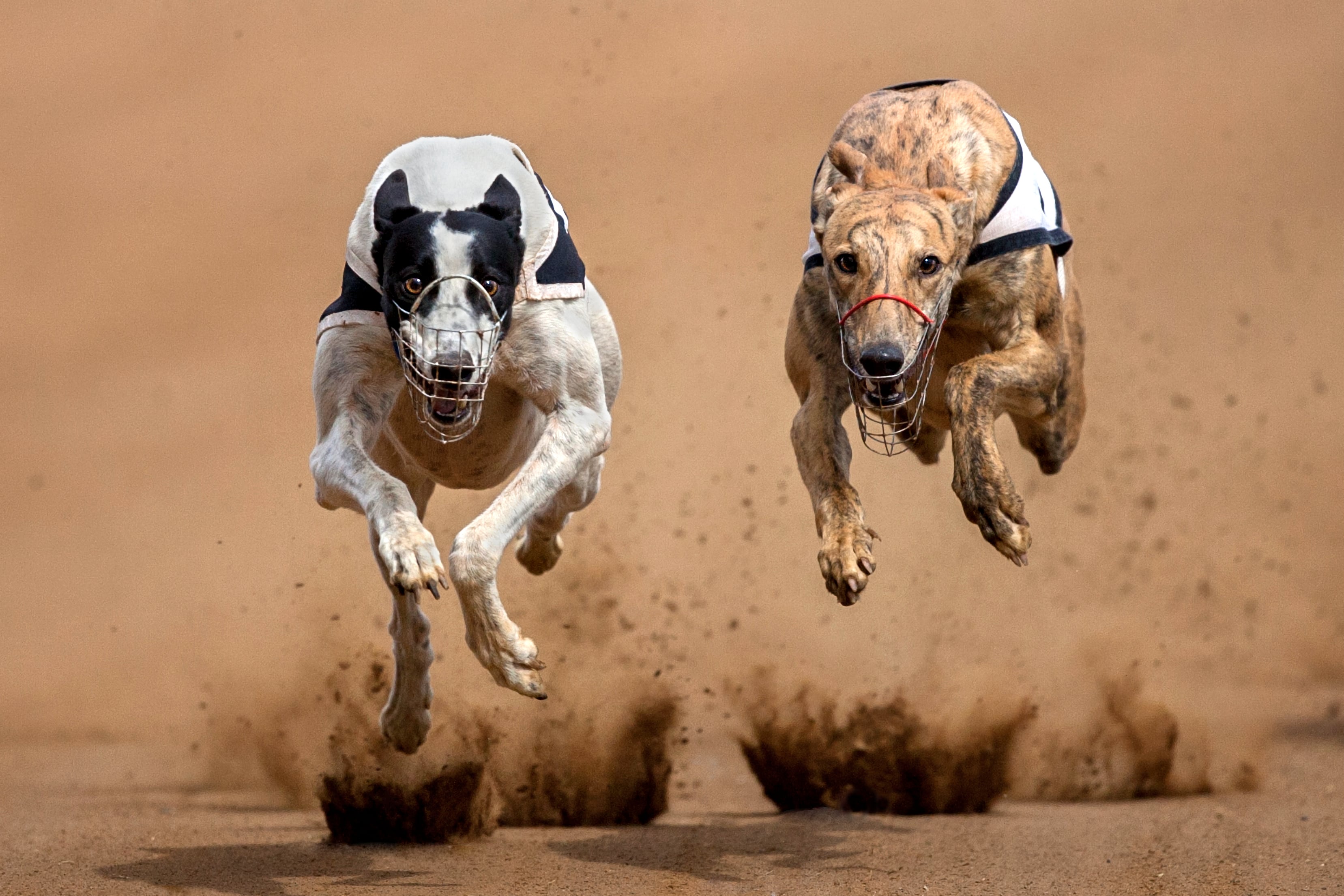 carreras de galgos