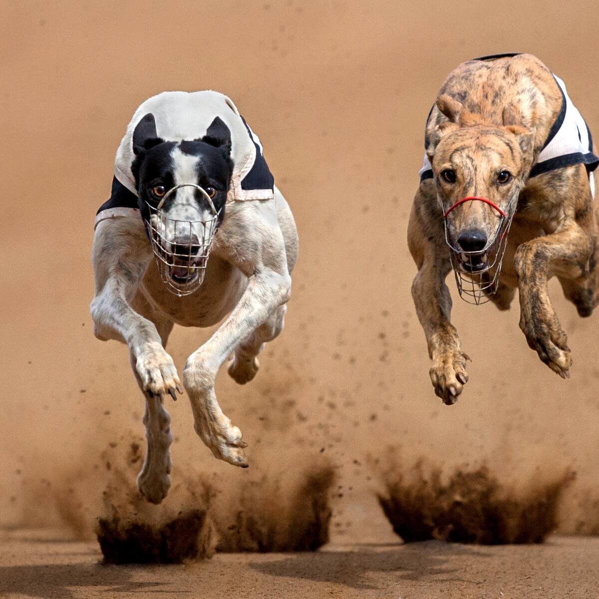 Carreras de galgos: diputado acusa supuesta “trampa” que podría complicar la votación del proyecto