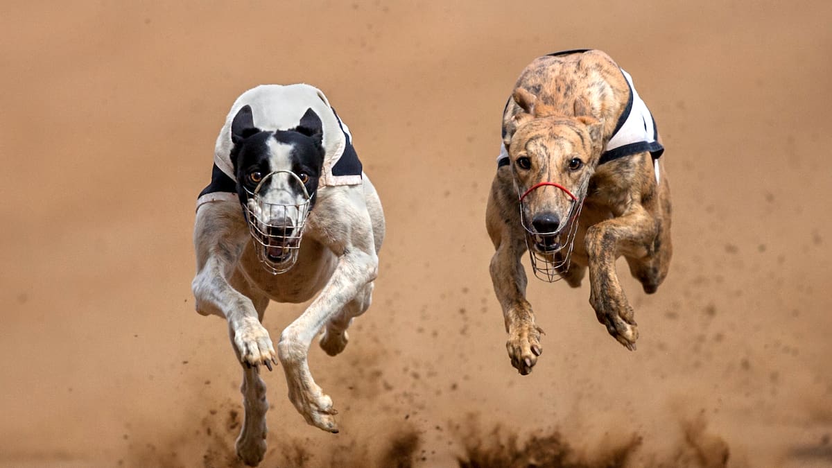 Carreras de galgos: Comisión de Medioambiente aprueba indicación que podría regularlas en vez de prohibirlas