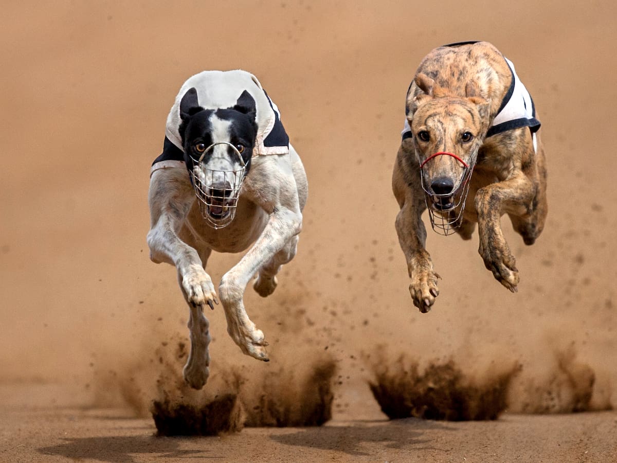 Carreras de galgos: diputado acusa supuesta “trampa” que podría complicar la votación del proyecto