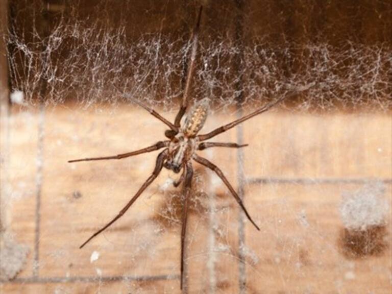 Mujer encontró a araña gigante en su casa y pidió ayuda a través de redes sociales