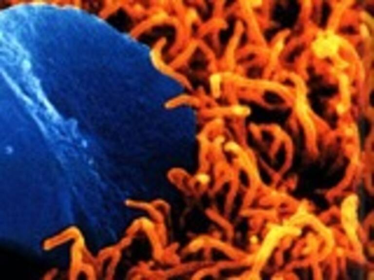 Científicos encontraron la molécula que hace posible la fecundación del óvulo