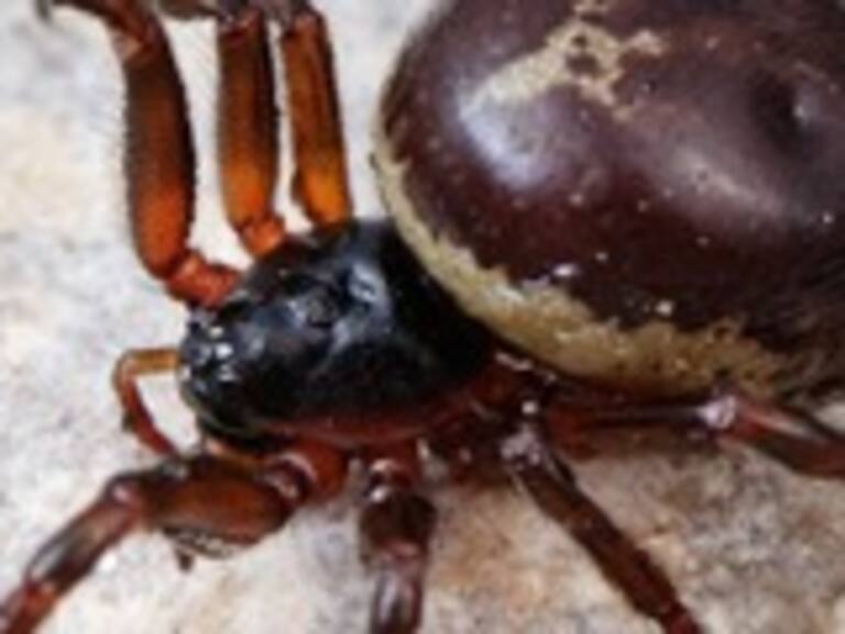 Nueva araña venenosa en Chile: expertos dan recomendaciones y derriban mitos