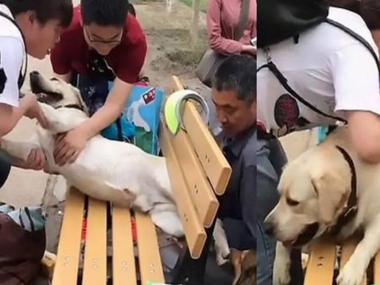 «Toy goldito»: Perrito de 45 kilos quedó atascado durante 10 minutos en un banquillo