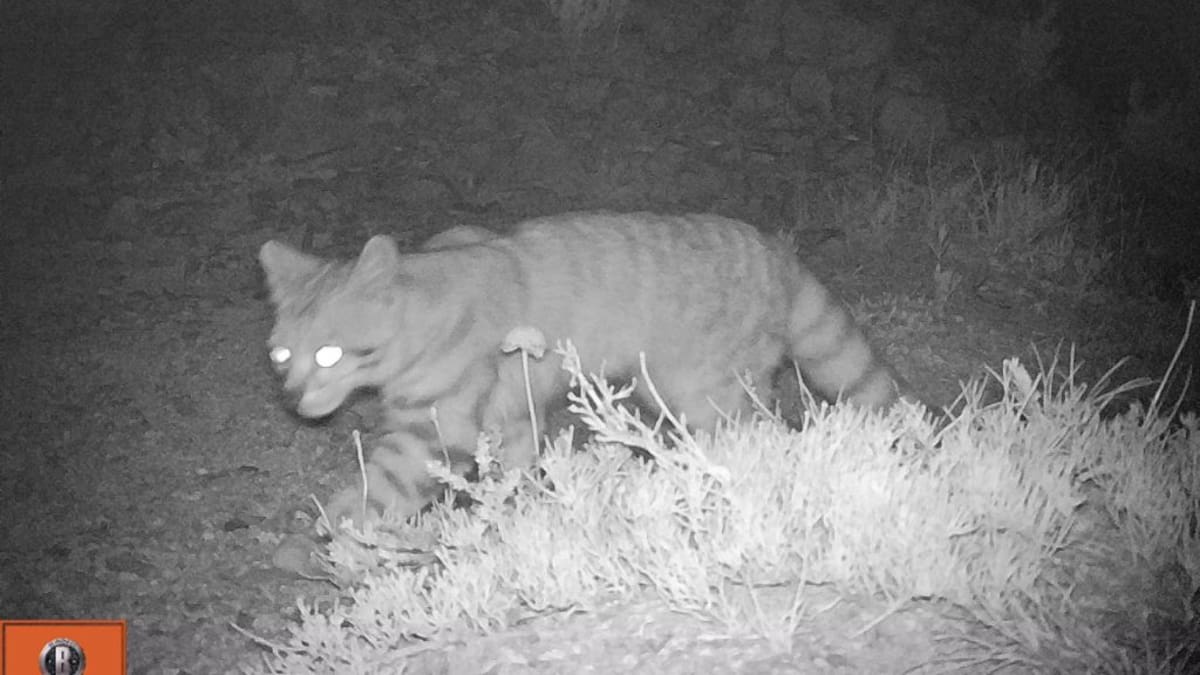 Gato andino es visto en Parque Radal Siete Tazas: es el registro más austral de la historia de este espécimen