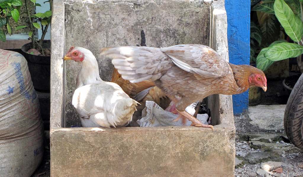 Argentina, influenza aviar, La producción interna seguirá con normalidad, Servicio Nacional de Sanidad y Calidad Agroalimentaria (Senasa), p