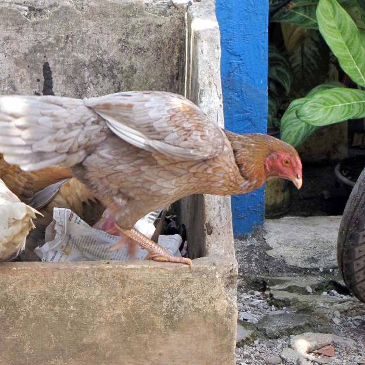 Gripe aviar: SAG detecta primer caso en aves domésticas en Chillán Viejo
