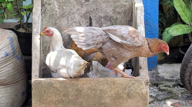 Argentina, influenza aviar, La producción interna seguirá con normalidad, Servicio Nacional de Sanidad y Calidad Agroalimentaria (Senasa), p