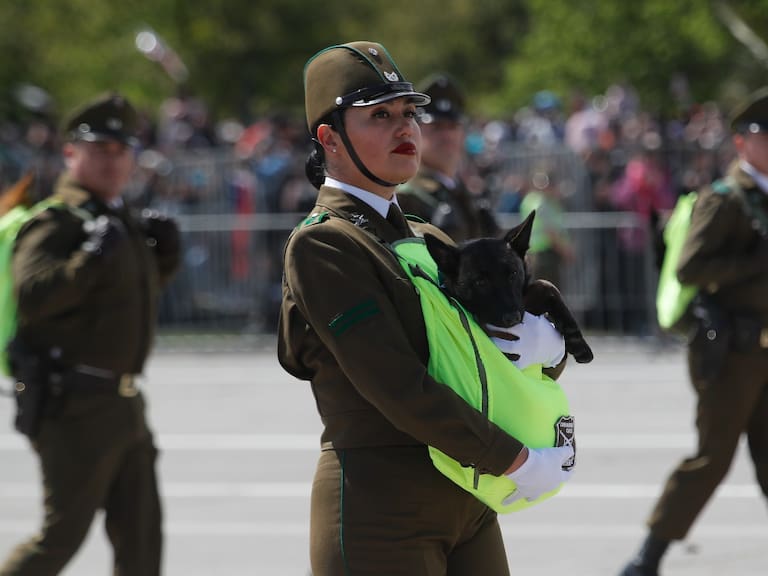 Escuadrón canino se robó las miradas durante la Parada Militar 2024: así fue el desfile de los perritos de Carabineros por el Parque O’Higgins