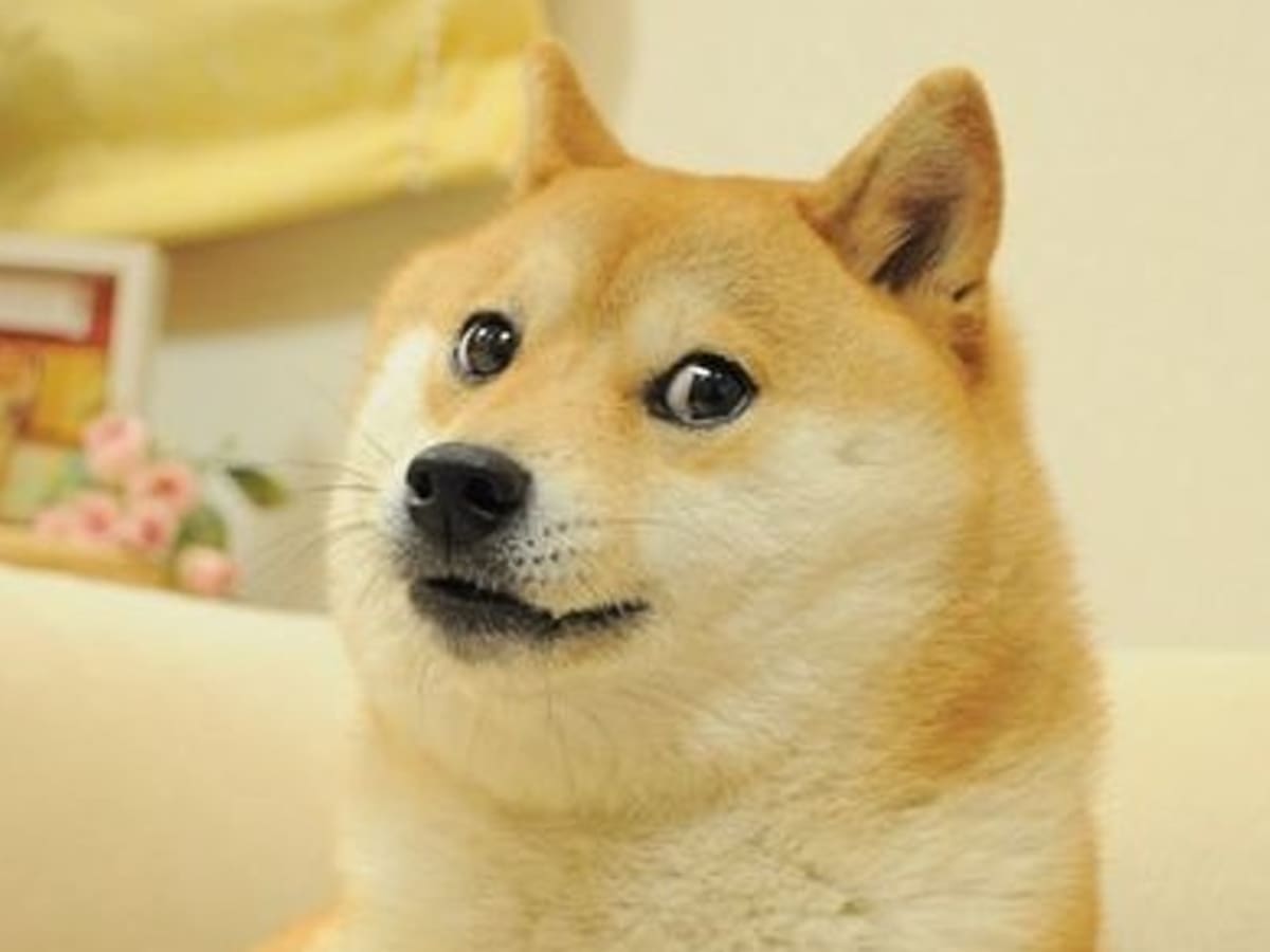 Muere Kabosu, la perrita que inspiró Doge, uno de los memes más compartidos del internet