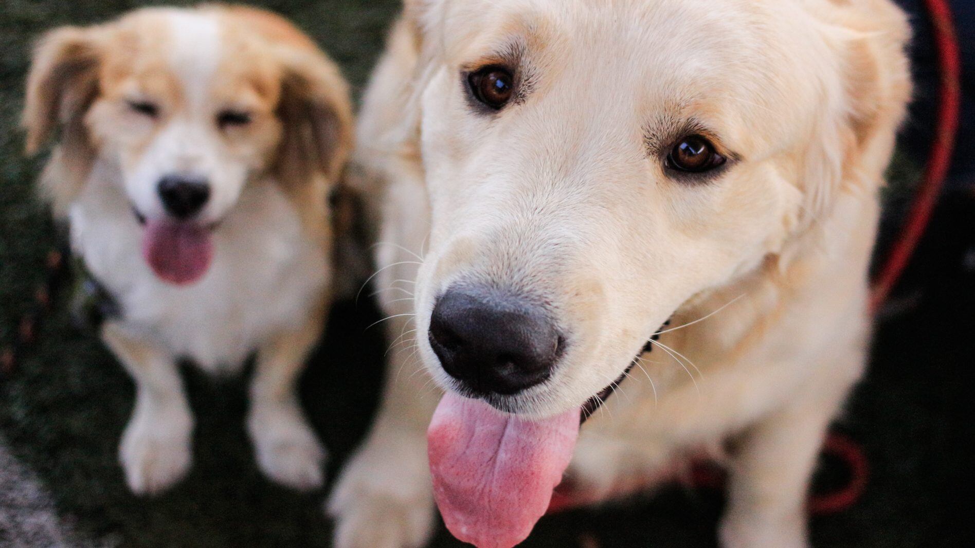 Candidatos presidenciales y derechos de los animales