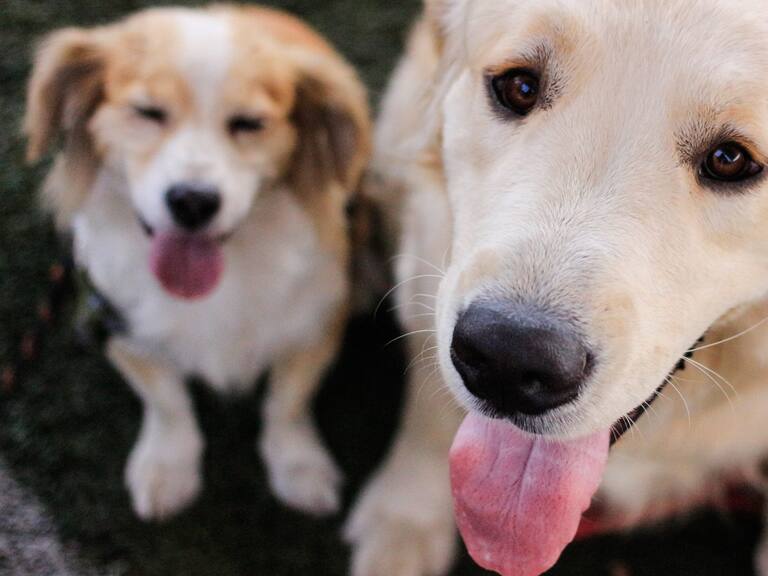 Candidatos presidenciales y derechos de los animales