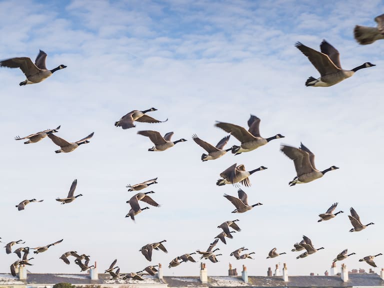 “Escuadrón Pluma”: así es como 160 gansos están cambiando la forma de producir vino en Chile