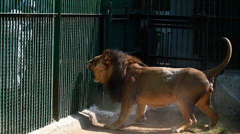 Leones contagiados con covid-19