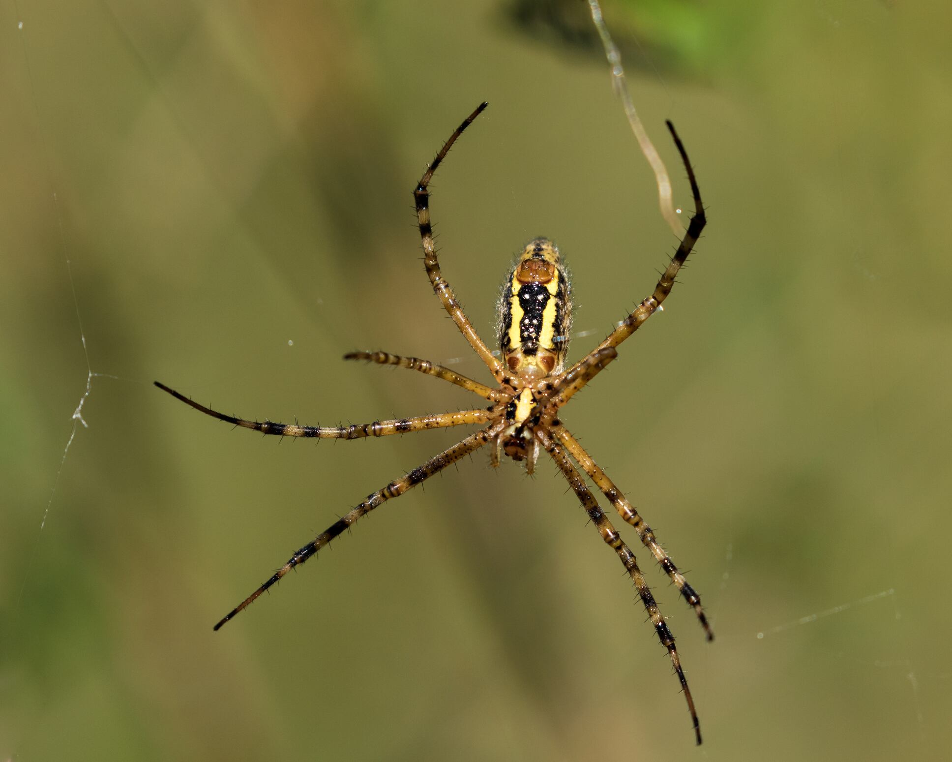 Araña tigre