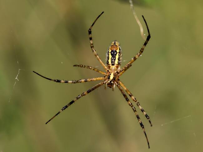 Araña tigre