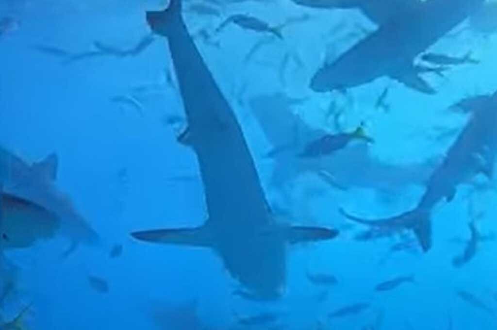 Video viral de tiburones