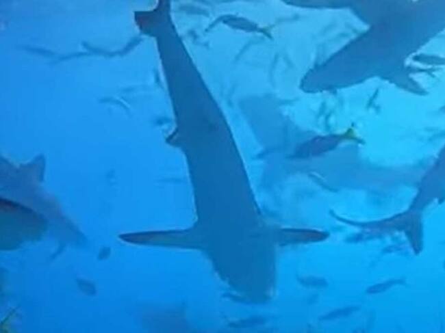 Video viral de tiburones