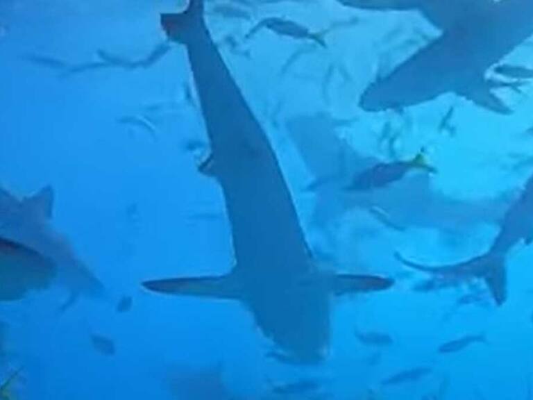 Un fotógrafo nadó entre tiburones y el video se volvió viral