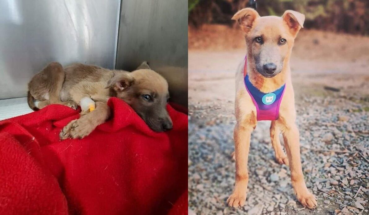 El cachorro Óscar está en adopción | David Fernández