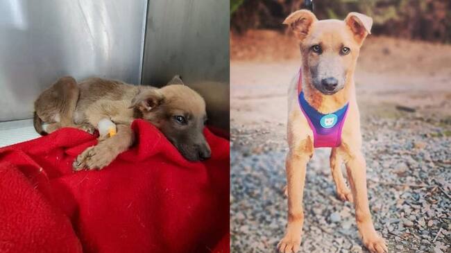 El cachorro Óscar está en adopción | David Fernández