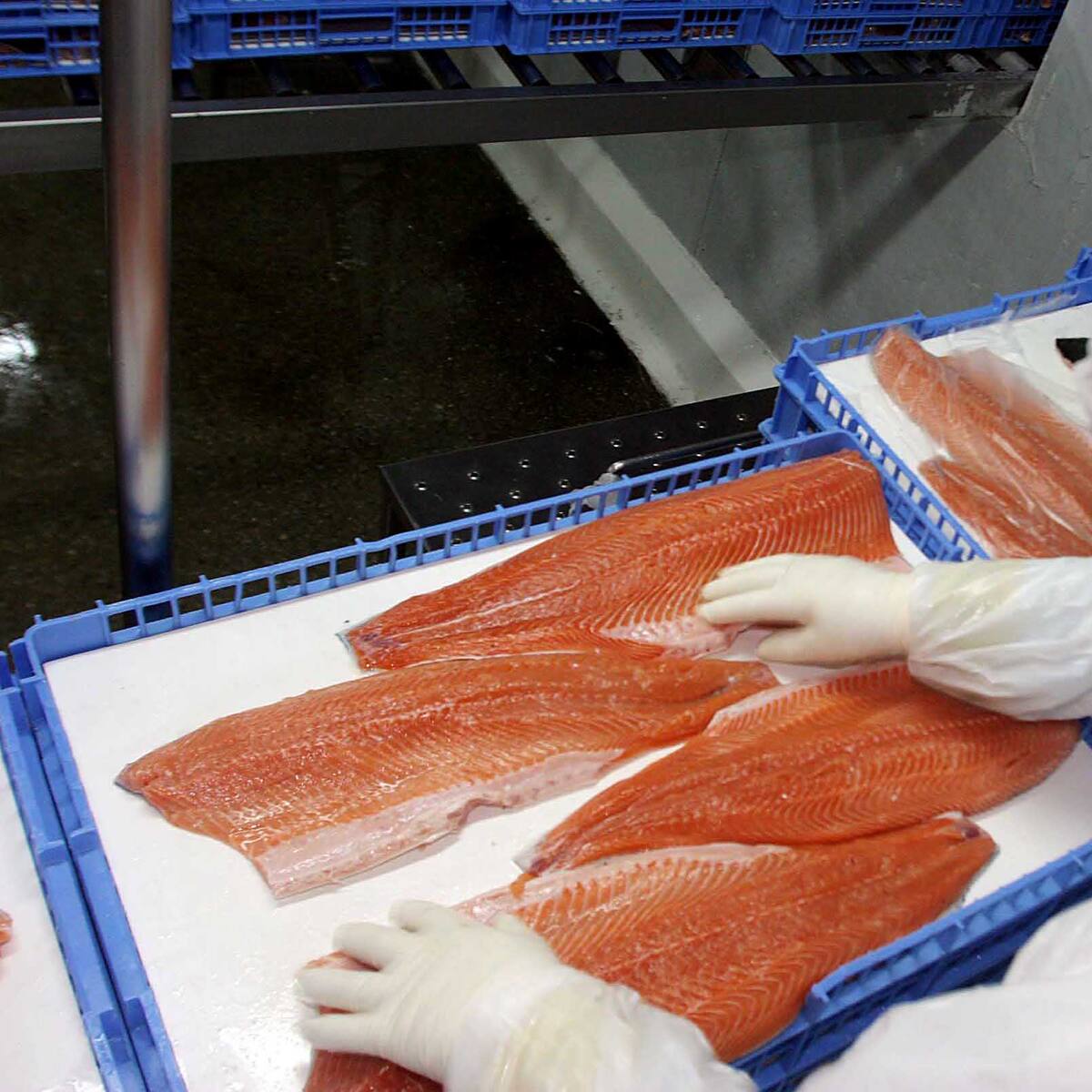 Desbaratan planta clandestina en Temuco y decomisan más de 1.300 kilos de salmón robado