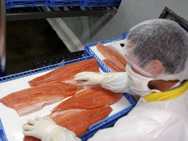 Desbaratan planta clandestina en Temuco y decomisan más de 1.300 kilos de salmón robado Uno
