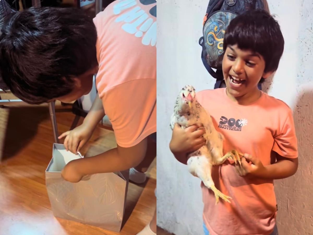 Ni iPhone ni PlayStation 5: niño recibió una gallina como regalo de Navidad y esta fue su reacción