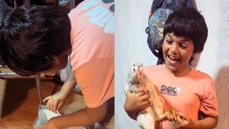 Ni iPhone ni PlayStation 5: niño recibió una gallina como regalo de Navidad y esta fue su reacción