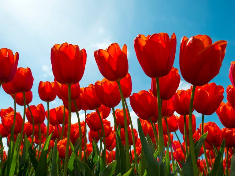 Esta semana regalarán 50 mil tulipanes en Chile: dónde y cuándo se podrán obtener las flores