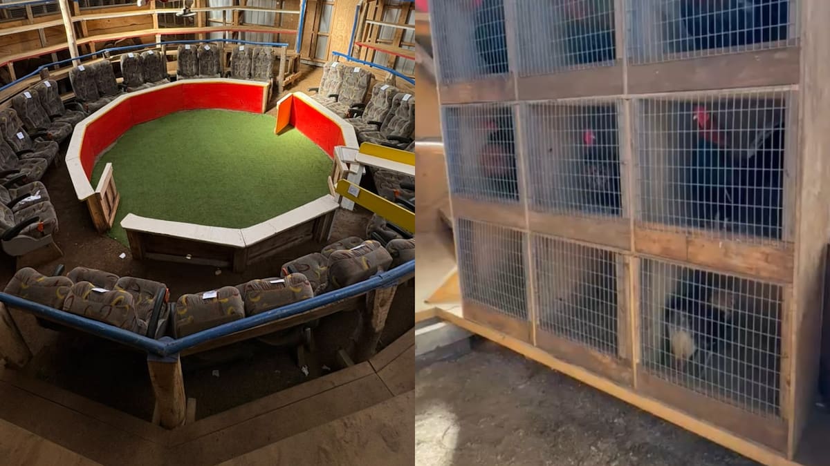 Impacto en Arauco: operativo por peleas clandestinas de gallos deja 54 detenidos y 85 aves rescatadas