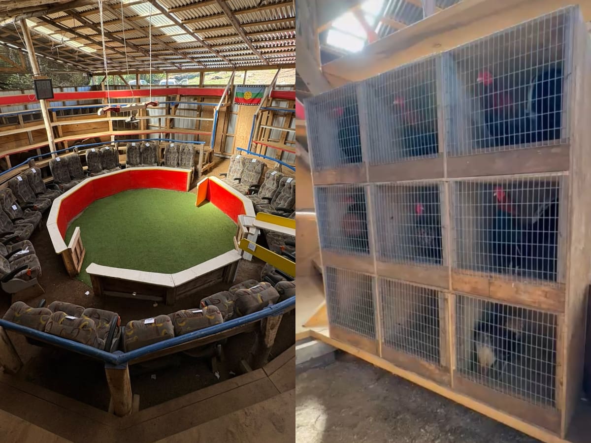 Impacto en Arauco: operativo por peleas clandestinas de gallos deja 54 detenidos y 85 aves rescatadas