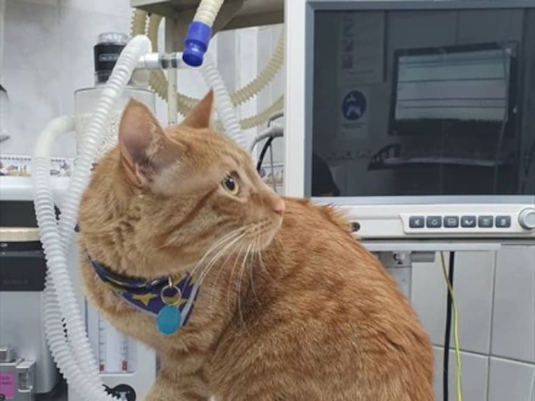 «Megato» casi no pasa agosto: mascota de Mega es inmortalizada en pleno reposo