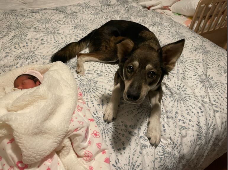 Floki.
