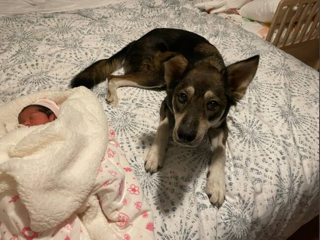 Floki.