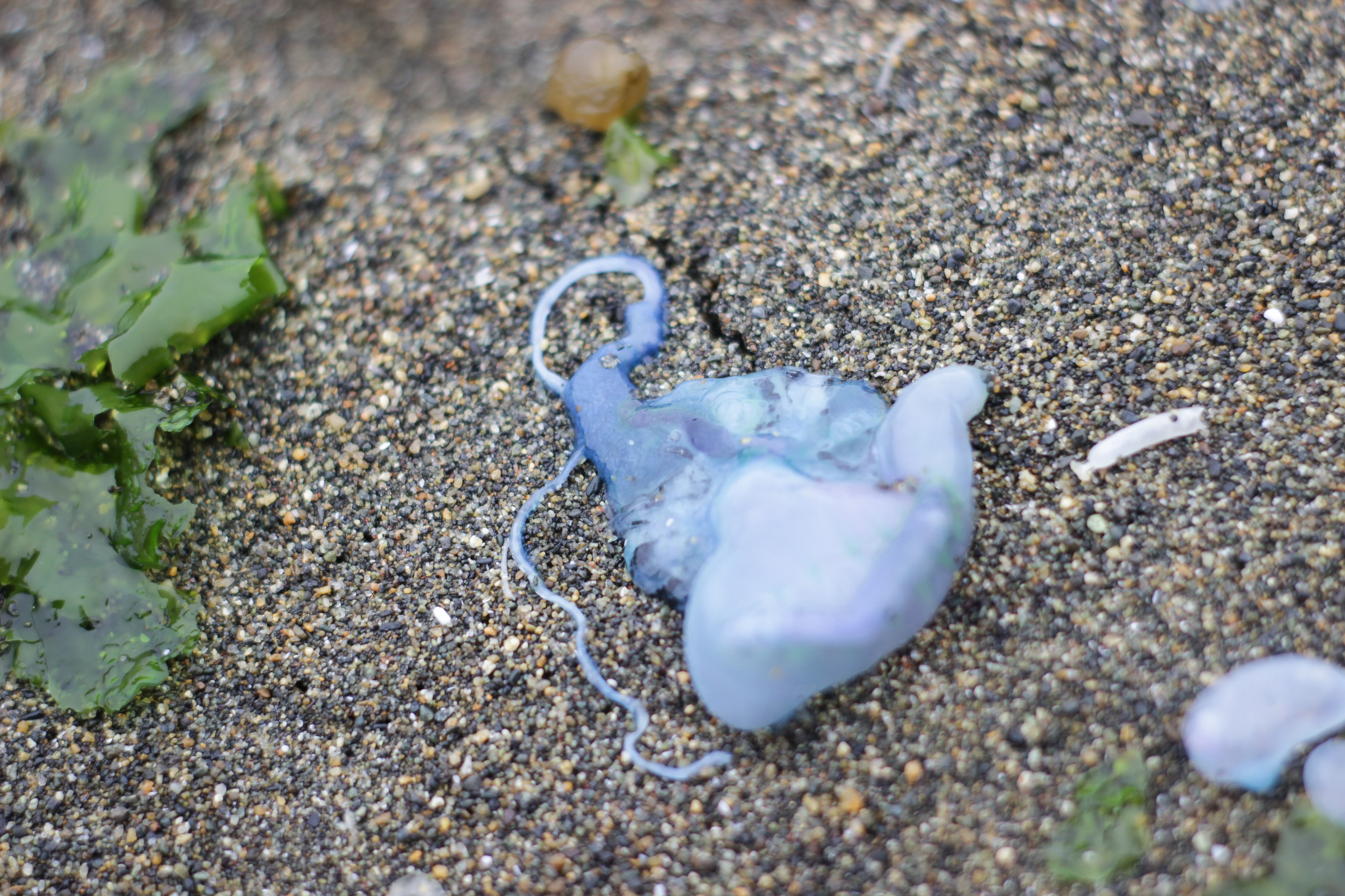 Fragata Portuguesa