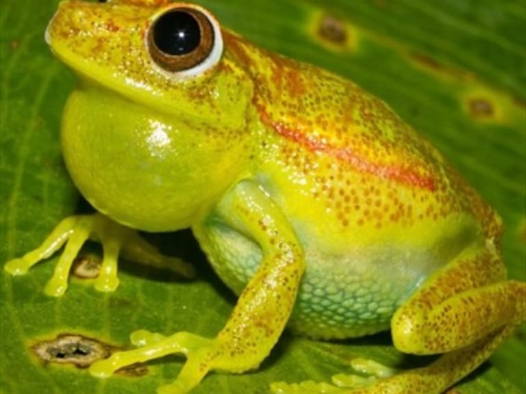 Descubren la primera rana fluorescente del mundo