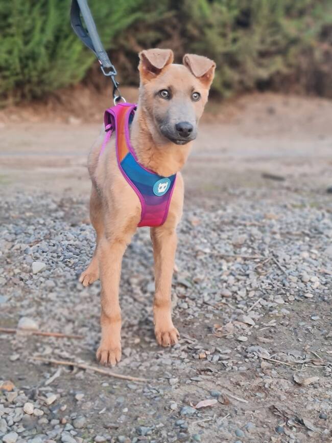 Óscar busca ser adoptado