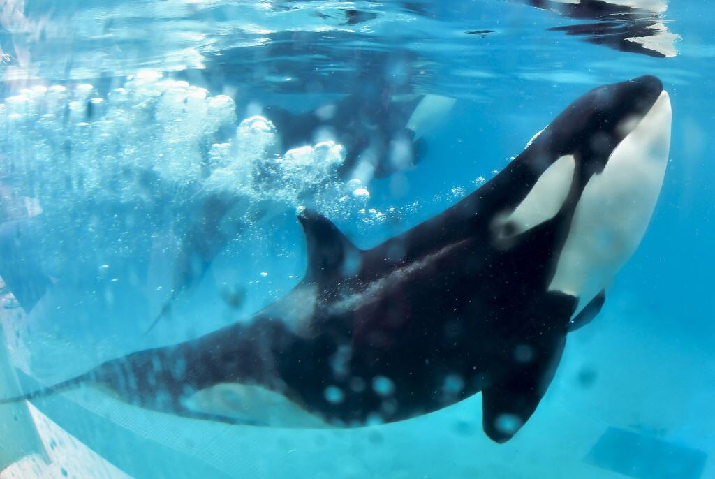Una orca en el show del acuario japonés de Kamogawa