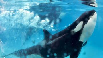 La sorprendente táctica de unos cachalotes para evitar ser cazadas por un grupo de orcas